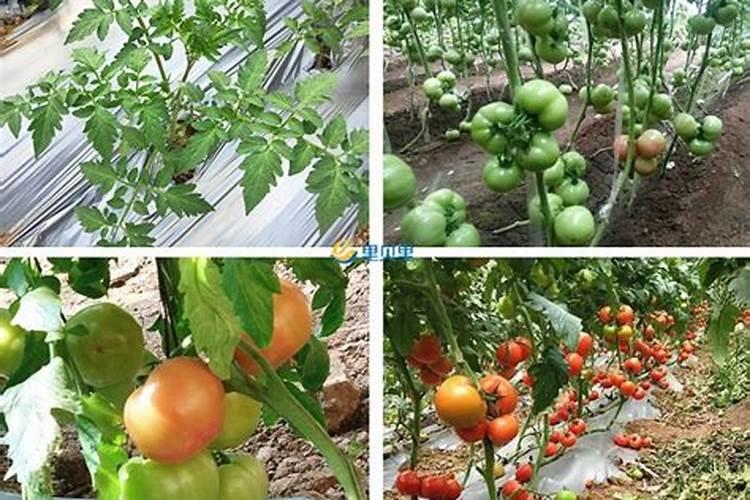 西红柿亩产 生长过程中需要哪些肥料