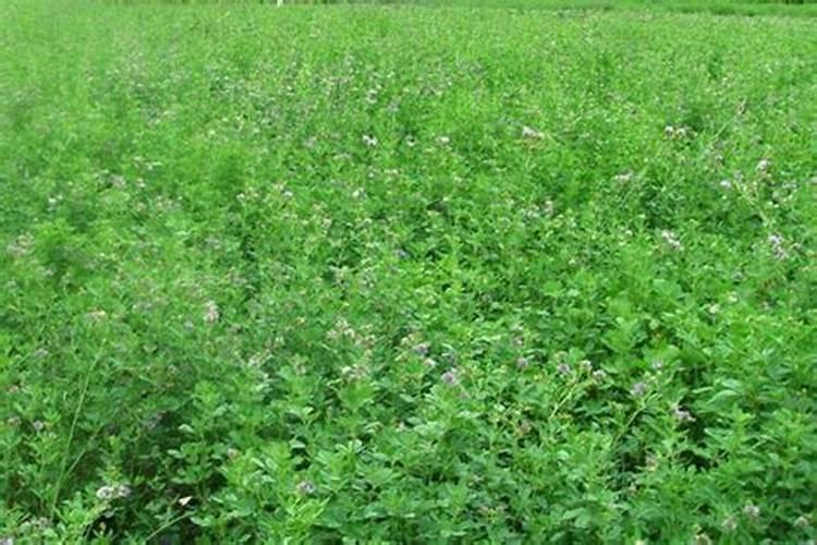 种植紫花苜蓿应该怎样施肥注意事项