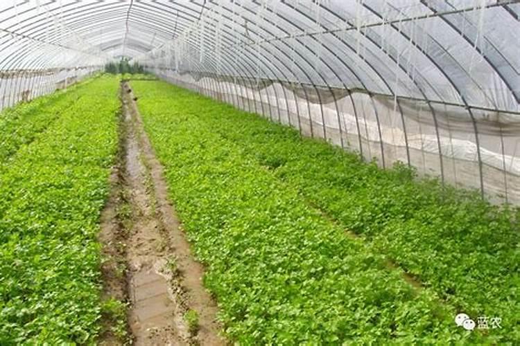 大棚蔬菜施肥应该注意哪些问题？