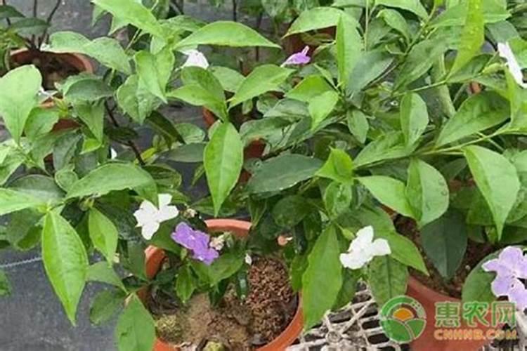 月季花怎么施肥 月季花施什么肥好