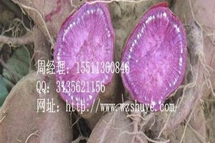 红薯该什么时候追肥？追肥该上哪些肥料？