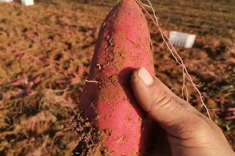 种红薯施什么肥料最好(红薯施什么肥料结的多产量高)