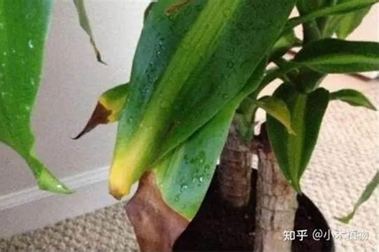 绿植掉落的叶子可以让它烂在土里当肥料吗？