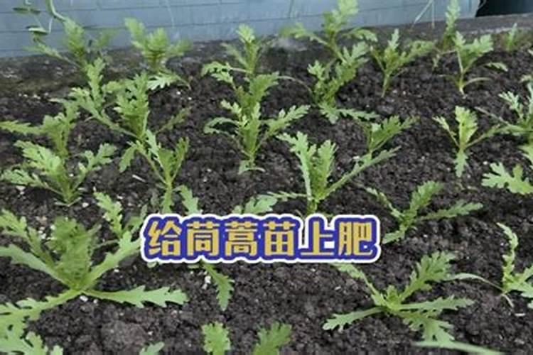 吴茱萸种植技术要点有哪些