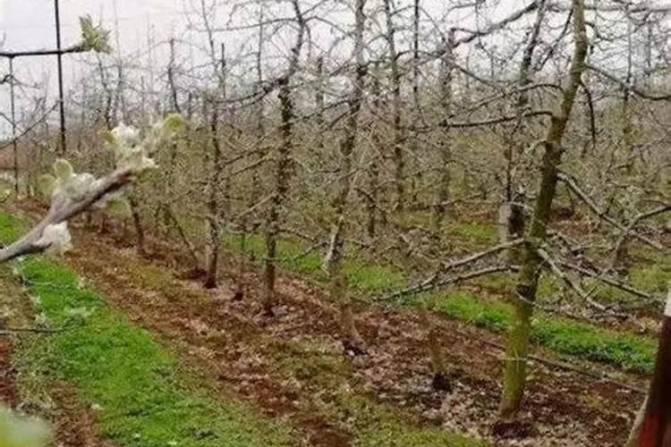 火龙果长花苞时营养不足,枝条发黄、干瘦,怎么办？