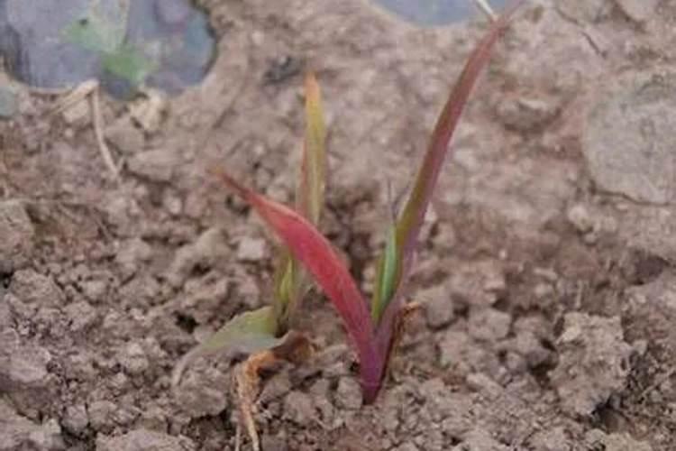 什么元素施爪菜没生病