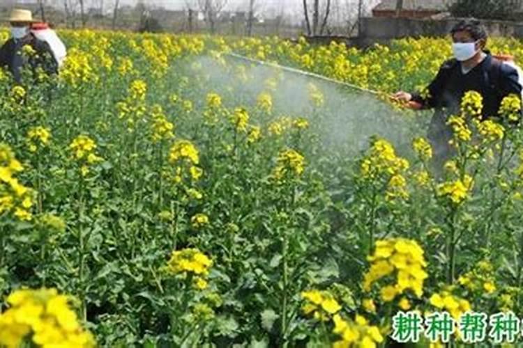 高钾肥适合浇什么花