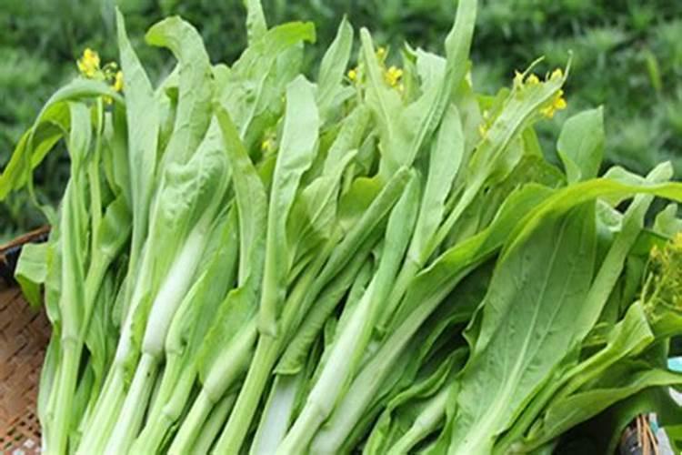 紫菜苔如何施肥