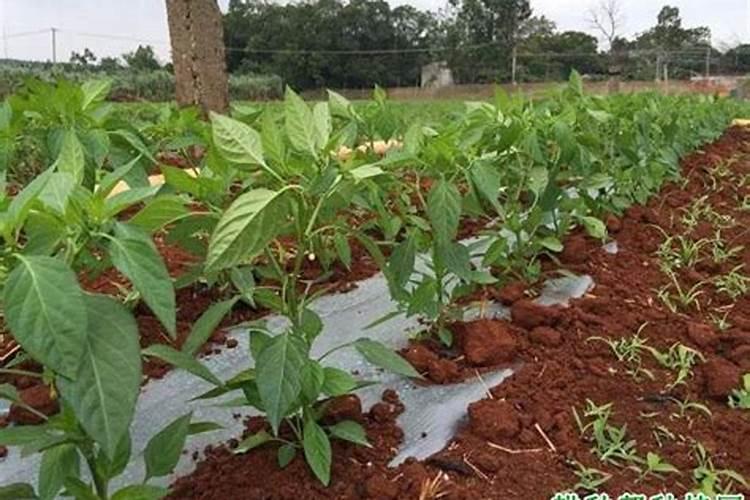 种植速生桉施什么肥料最好？