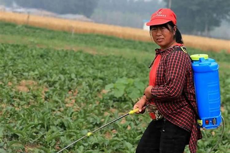 种植油菜为什么要施硼肥 油菜啥时候施硼肥好