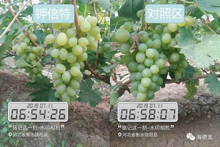 掺混肥十大排名