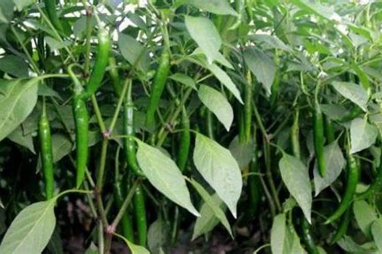 茄子种子要怎么种