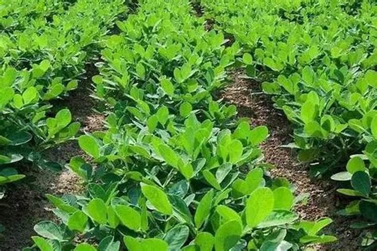 兰花可以用豆饼肥吗？兰花怎么施饼肥？