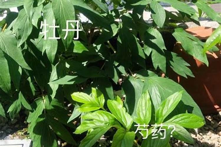 水栽盆花施肥可以直接放水里吗？