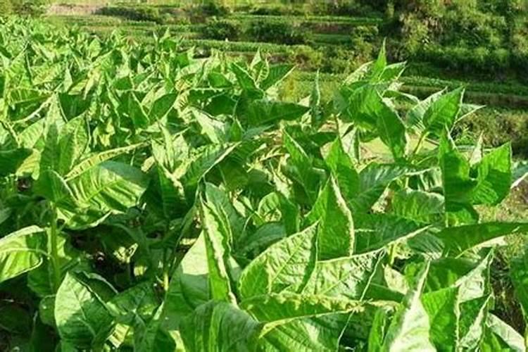 烤烟最好的肥料第一名