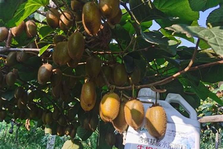 桉树幼苗施什么肥