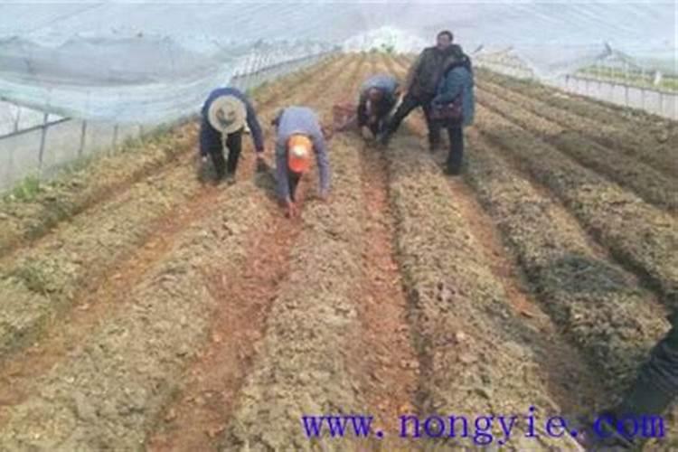 苦瓜施肥方法,怎么给苦瓜施肥