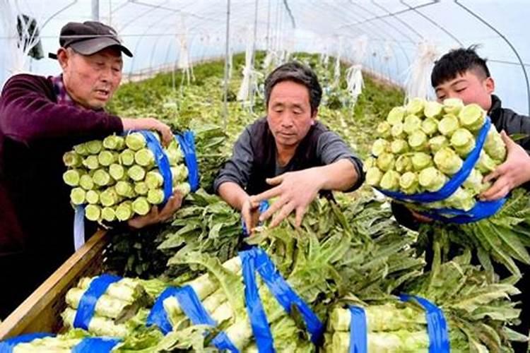 金线莲怎么栽培