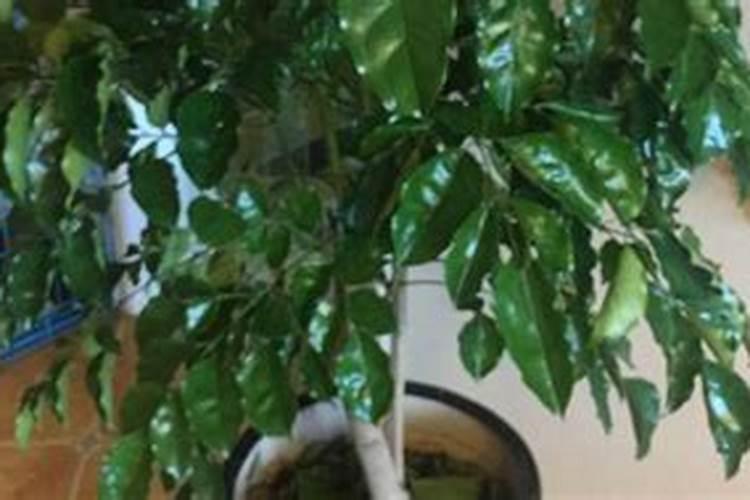 大量元素水溶肥厂家选哪家？李老板就选它