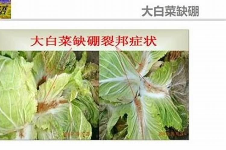 克伦生葡萄上色用什么肥料