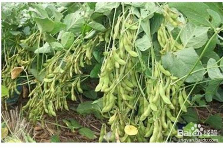 红薯种下后多久开始结薯？ 红薯双行种植比单垄产量高吗？ 红薯结薯后多...