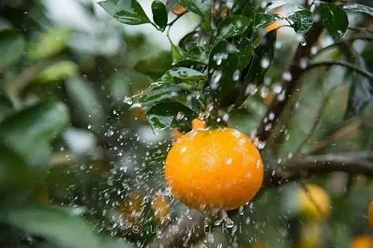 爱媛28号在河南种植冬天怎么养护
