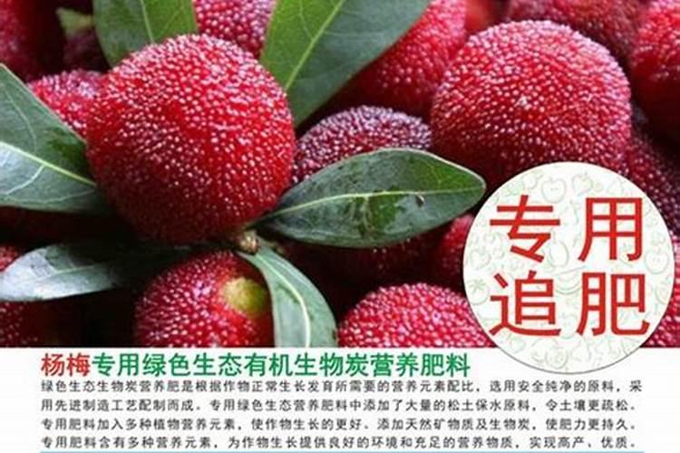 杨梅用什么叶面肥？