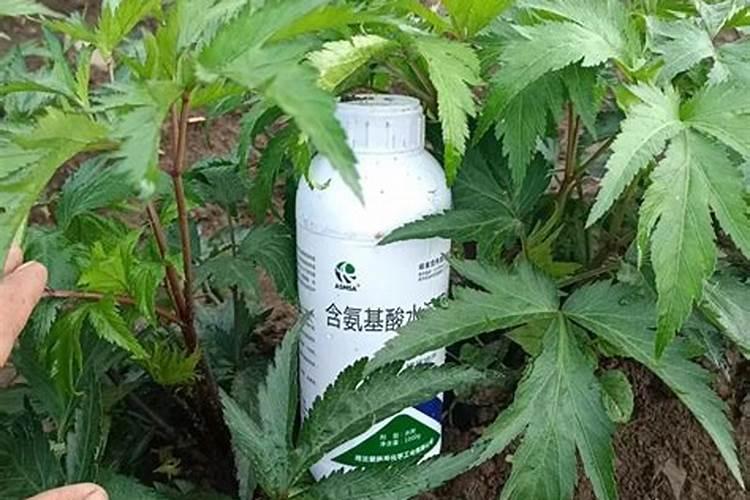 桃树花露红打什么药最好