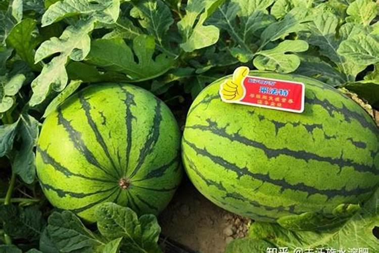 飘香藤施什么肥花开的旺盛