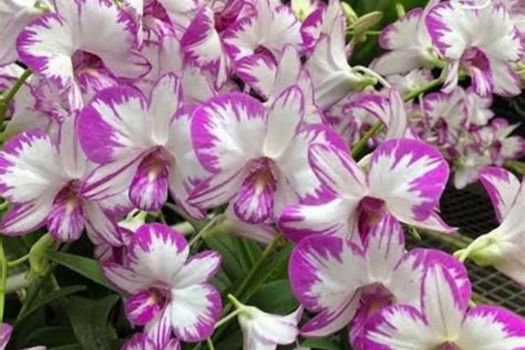 水果玉米种植时间和方法