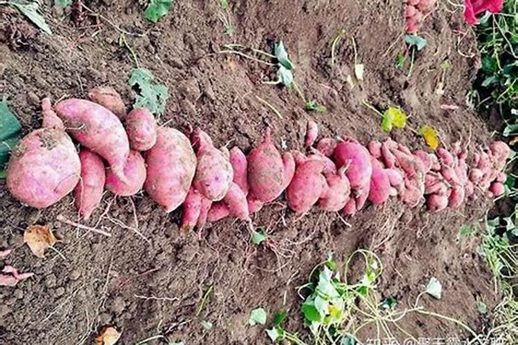 玫瑰与月季花扦插方法一样吗