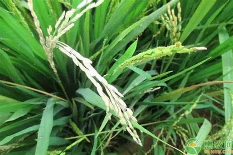 加宝果施肥时间和方法