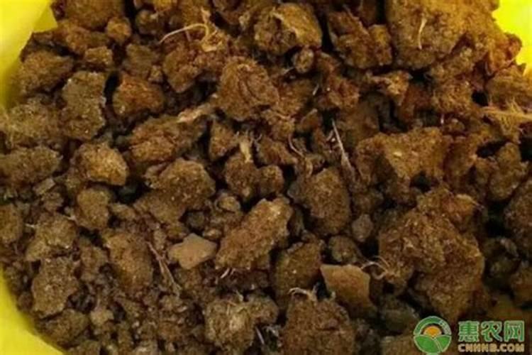 多肉可以施复合肥吗