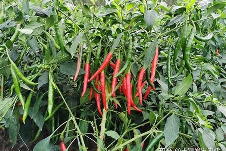 辣椒开花结果期用什么肥料