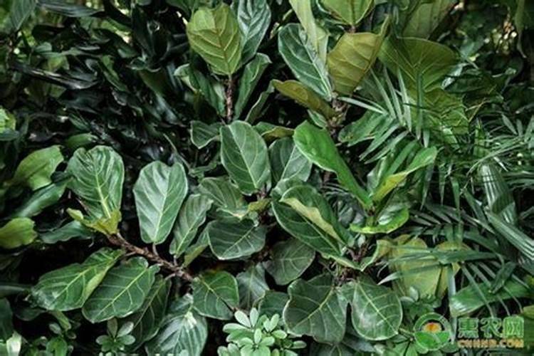 果树能用尿素施肥吗