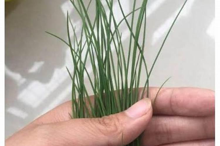 种植葱用什么肥料？