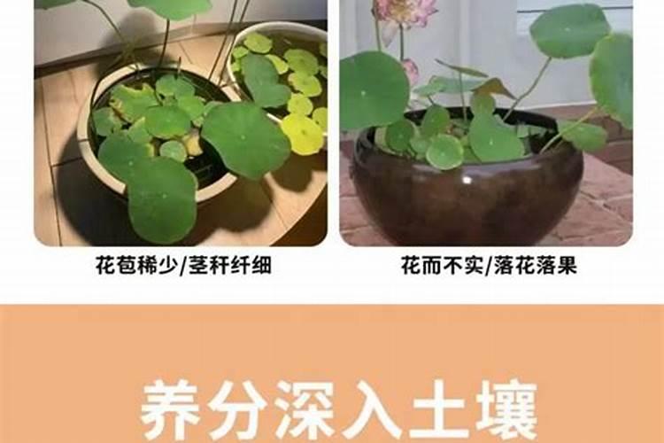 碗莲开花施什么肥