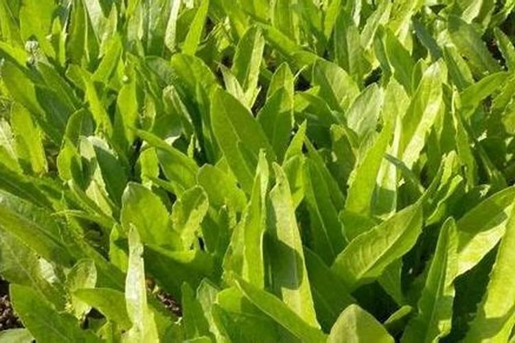 提高油麦菜产量的种植技巧有哪些,油麦菜种植方法