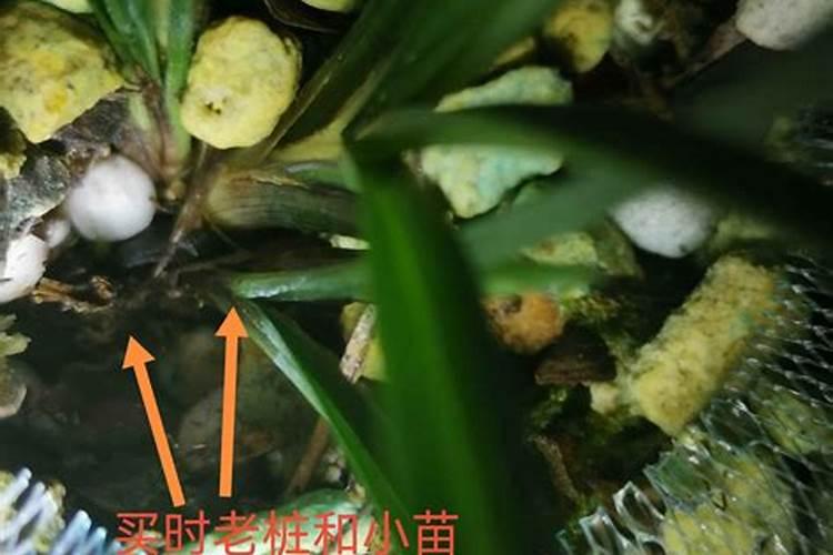 鸡毛菜种下多久浇水 “鸡毛菜需几天浇水一次？”