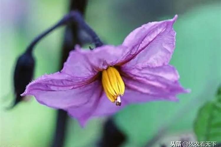 茄子花蕾变黄脱落怎么办