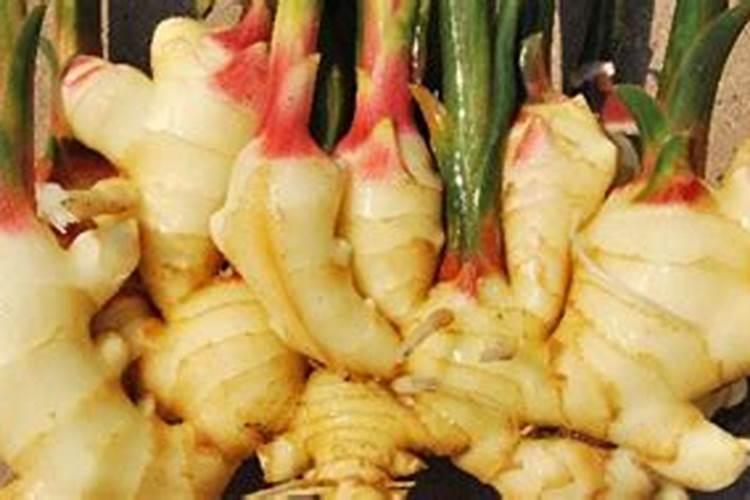 生姜用什么肥料好