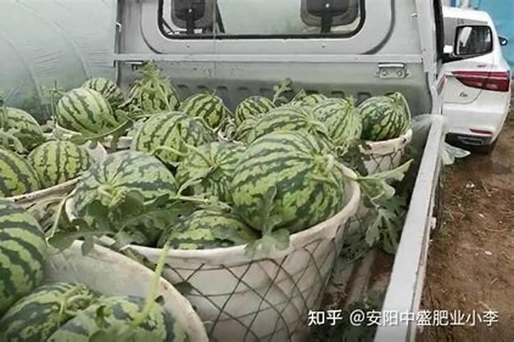种西瓜用什么肥料又大又甜