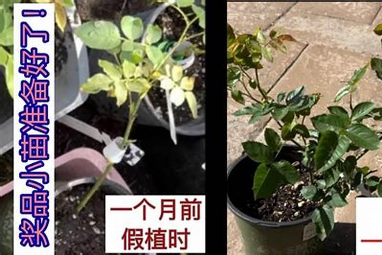 假植月季月季花后多久出根 假植月季花多长时间才能生根？