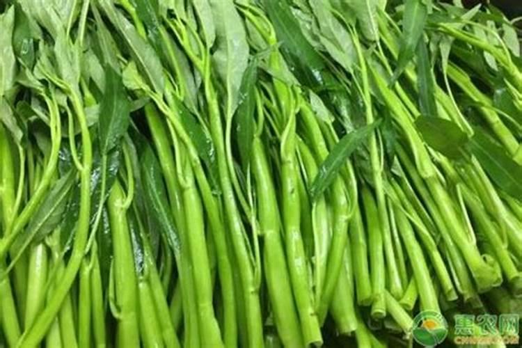 空心菜大棚种植技术及病害