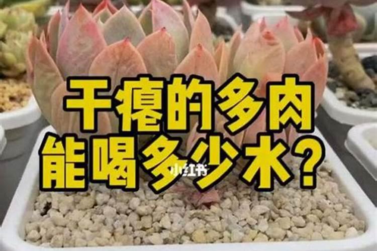 草胡椒多肉植物生长习性施肥的知识点有哪些