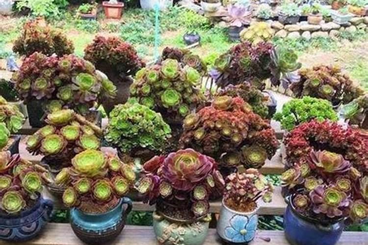 草胡椒多肉植物生长习性施肥的知识点有哪些