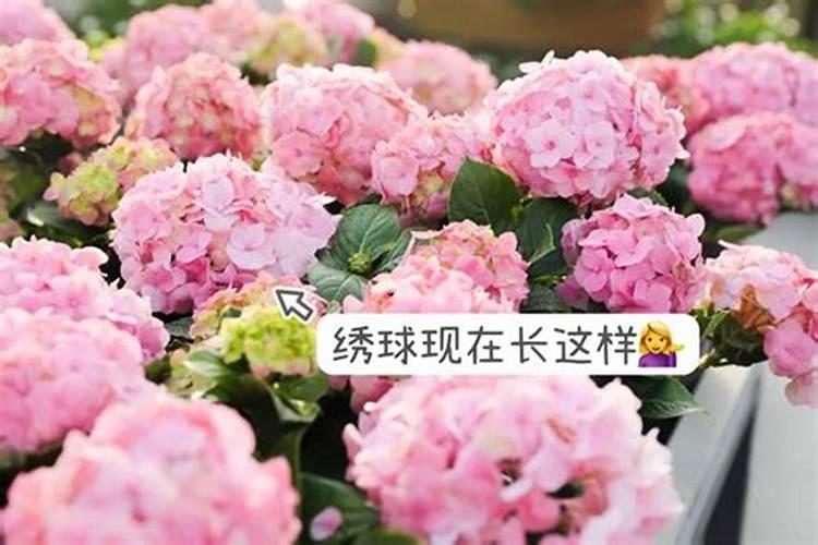 绣球花冬天怎么养
