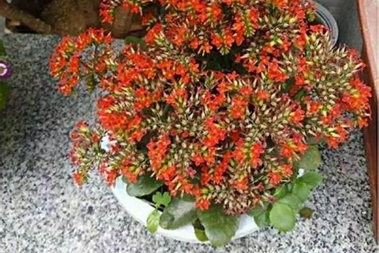长寿花开花的时候能上肥吗 长寿花怎么施肥长得好