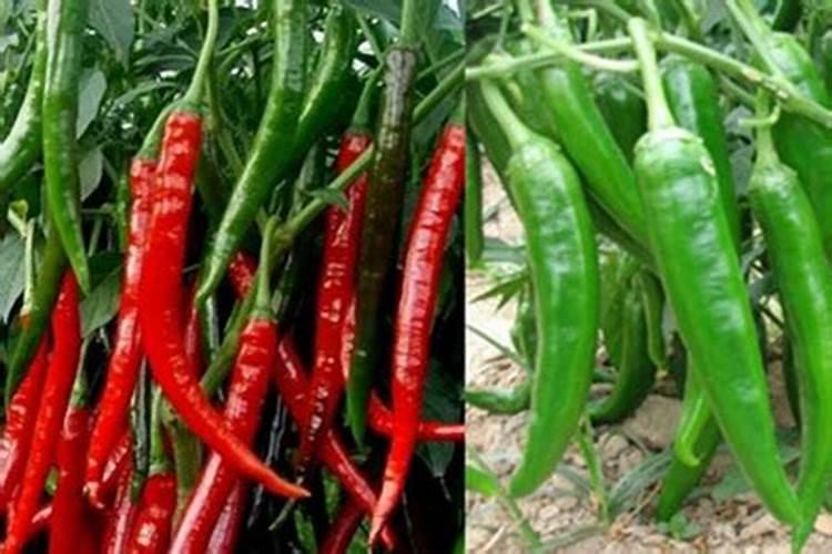 为什么夏天种植辣椒要补硼？硼有什么用？