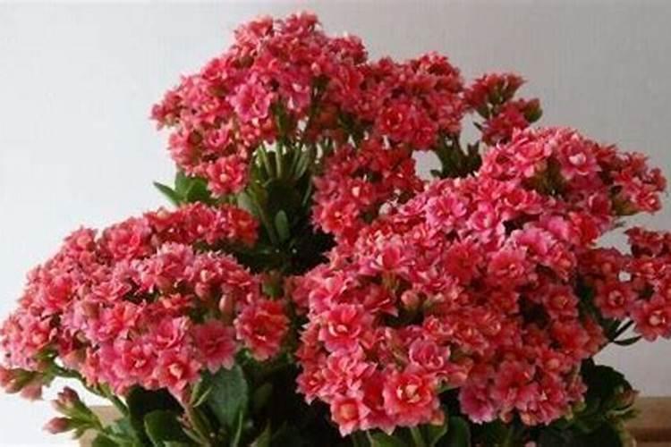 长寿花什么时候施化肥 怎么施肥最好